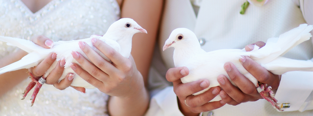 Tauben bei der Hochzeit